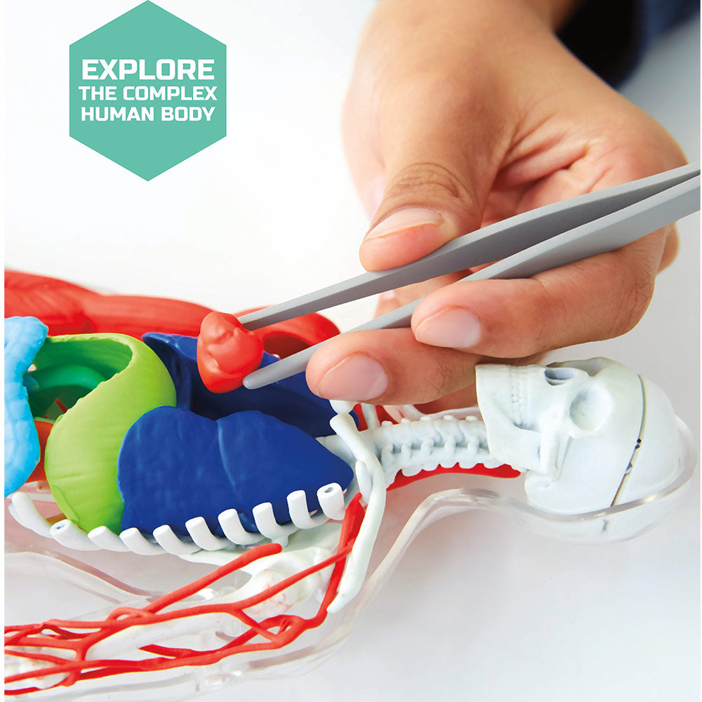 Toy Human Anatomy Kit