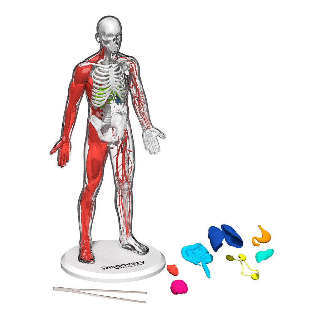 Toy Human Anatomy Kit