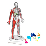 Toy Human Anatomy Kit