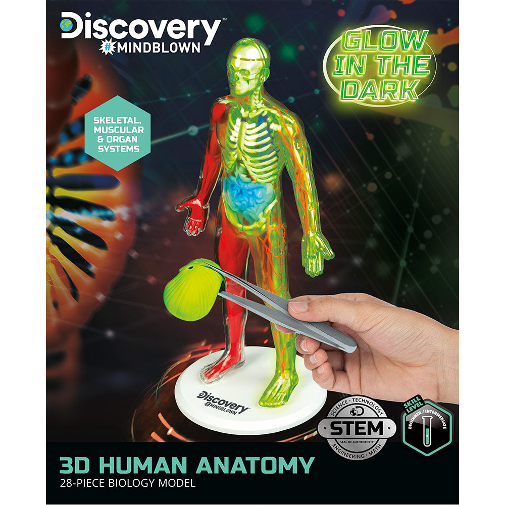 Toy Human Anatomy Kit